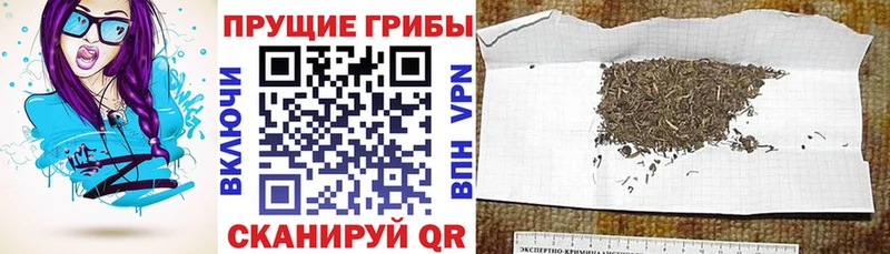 закладки  Чита  Псилоцибиновые грибы мухоморы 